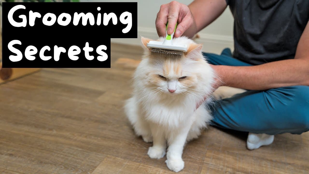 The New Pet Parent's Guide to Cat Care: A Calm, Practical First Month