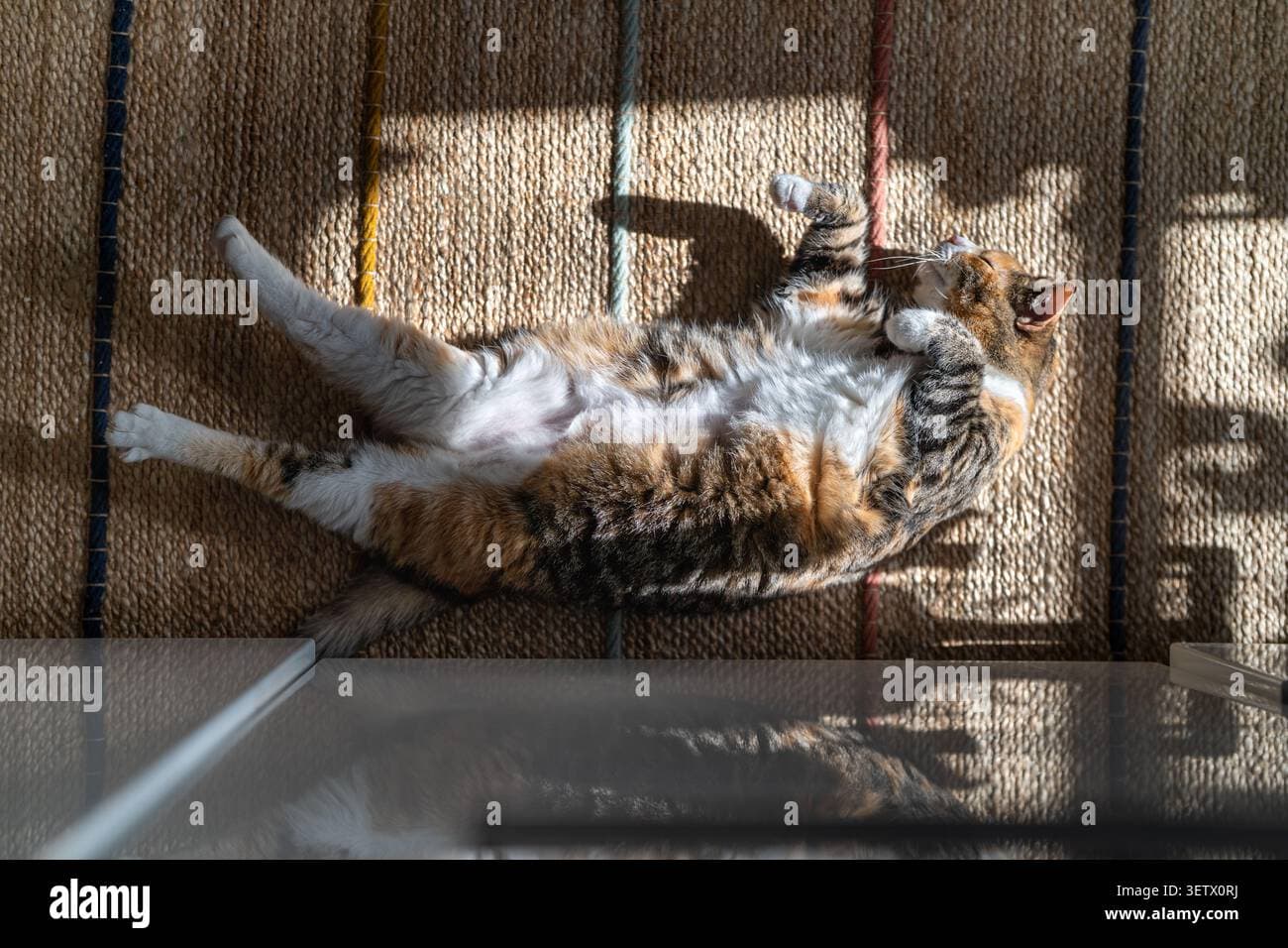 Cats category