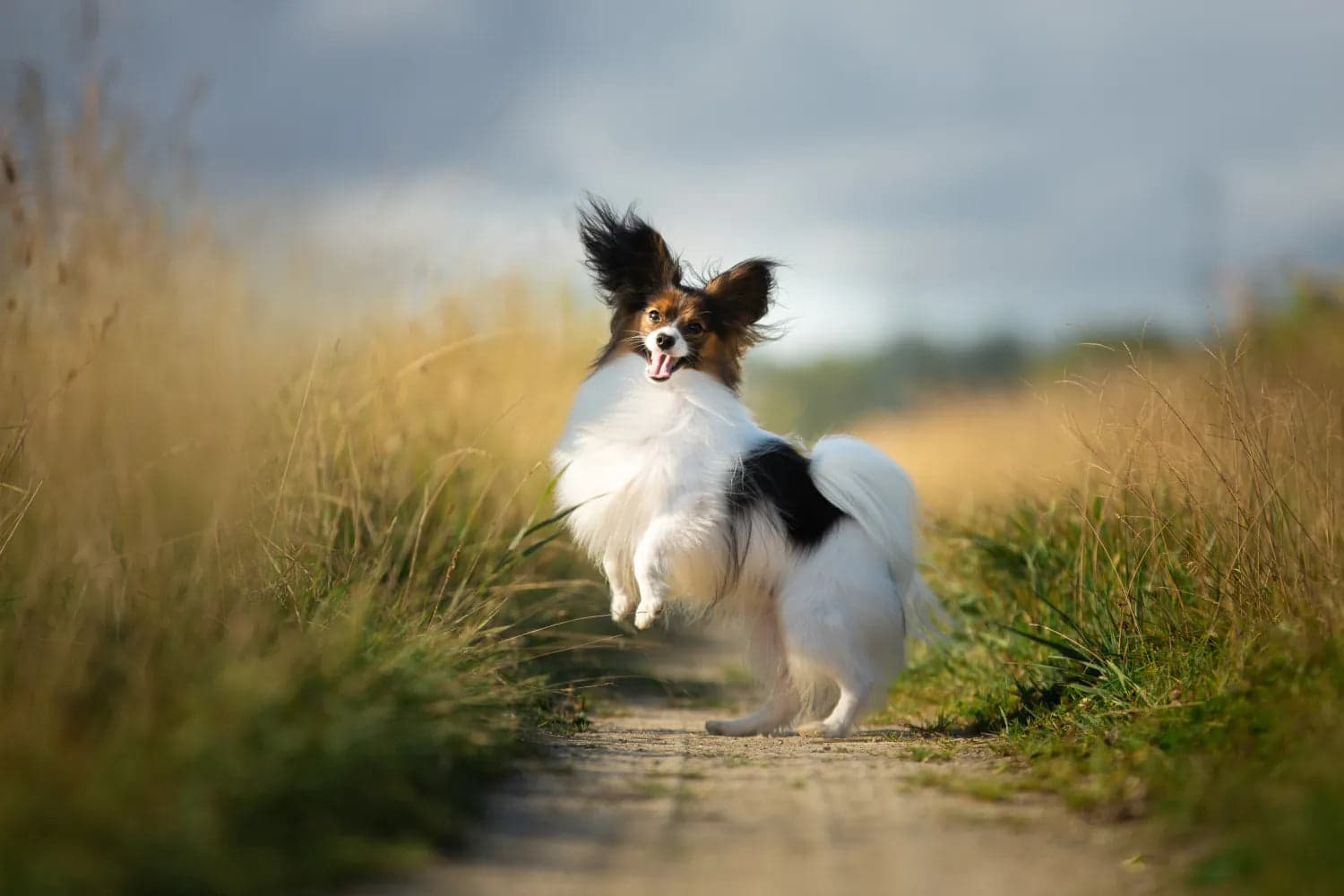 Dogs category