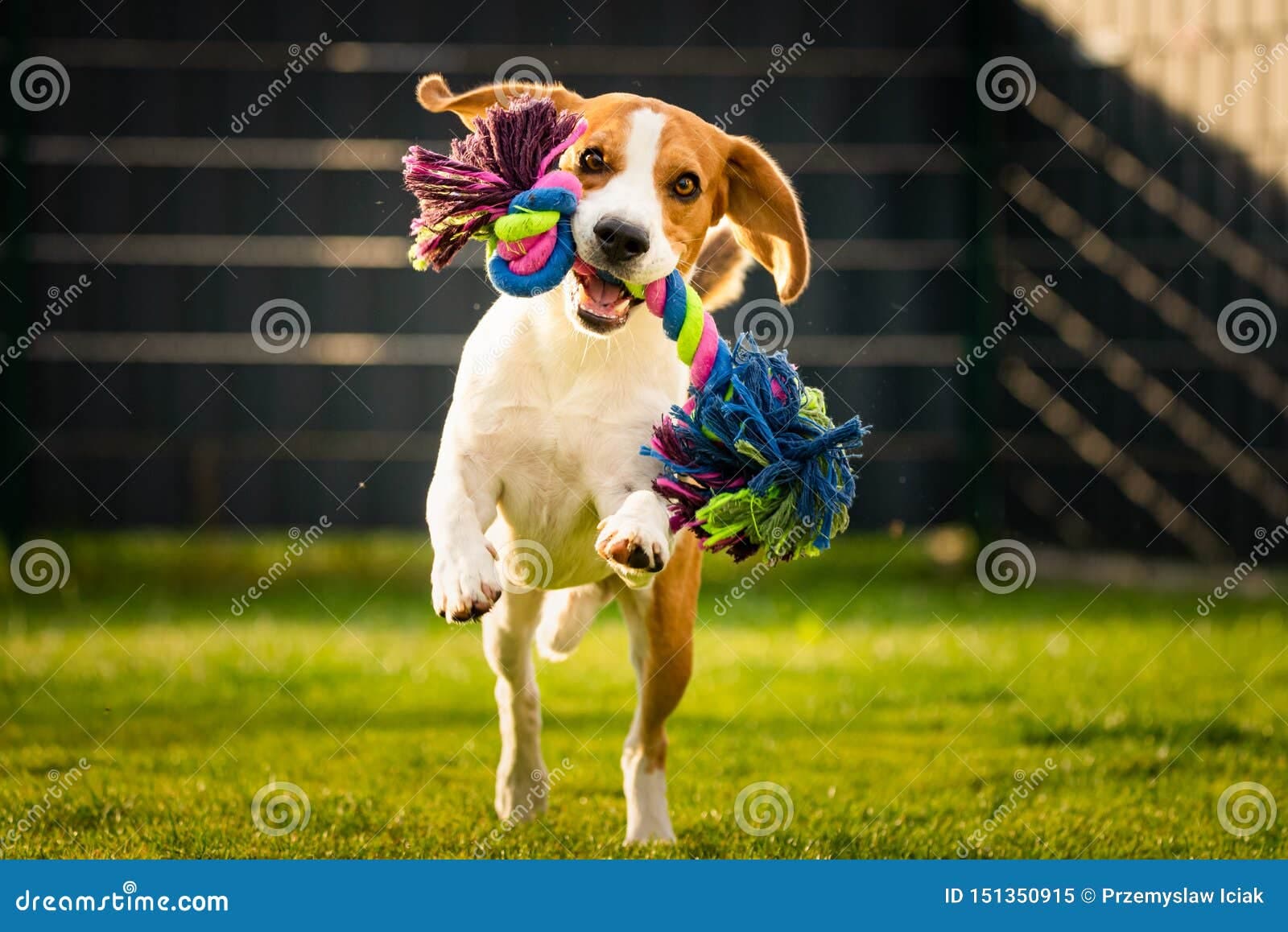 Play & Enrichment category
