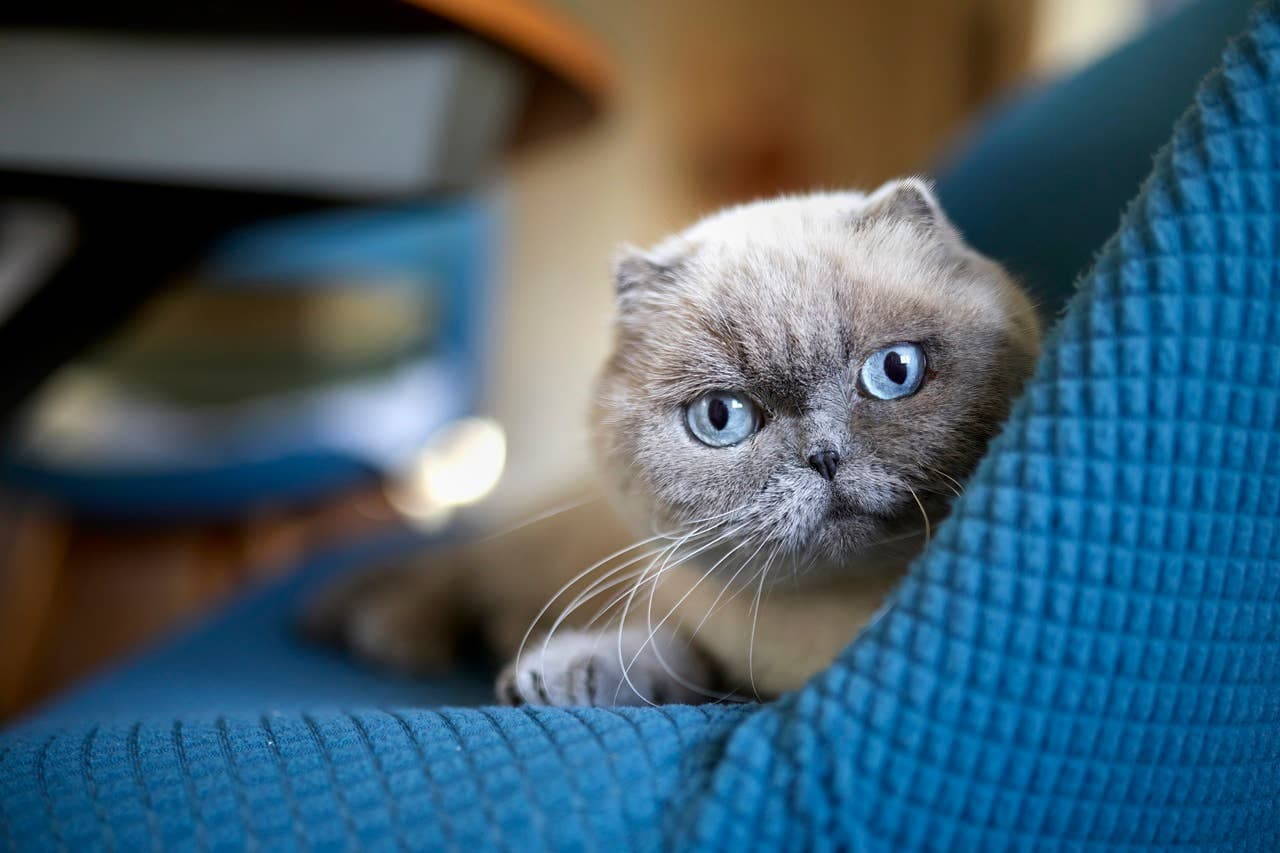 A grey cat resting on a soft blanket