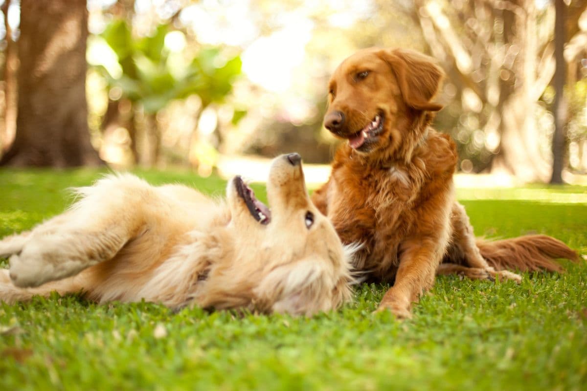 A happy golden retriever in soft natural light
