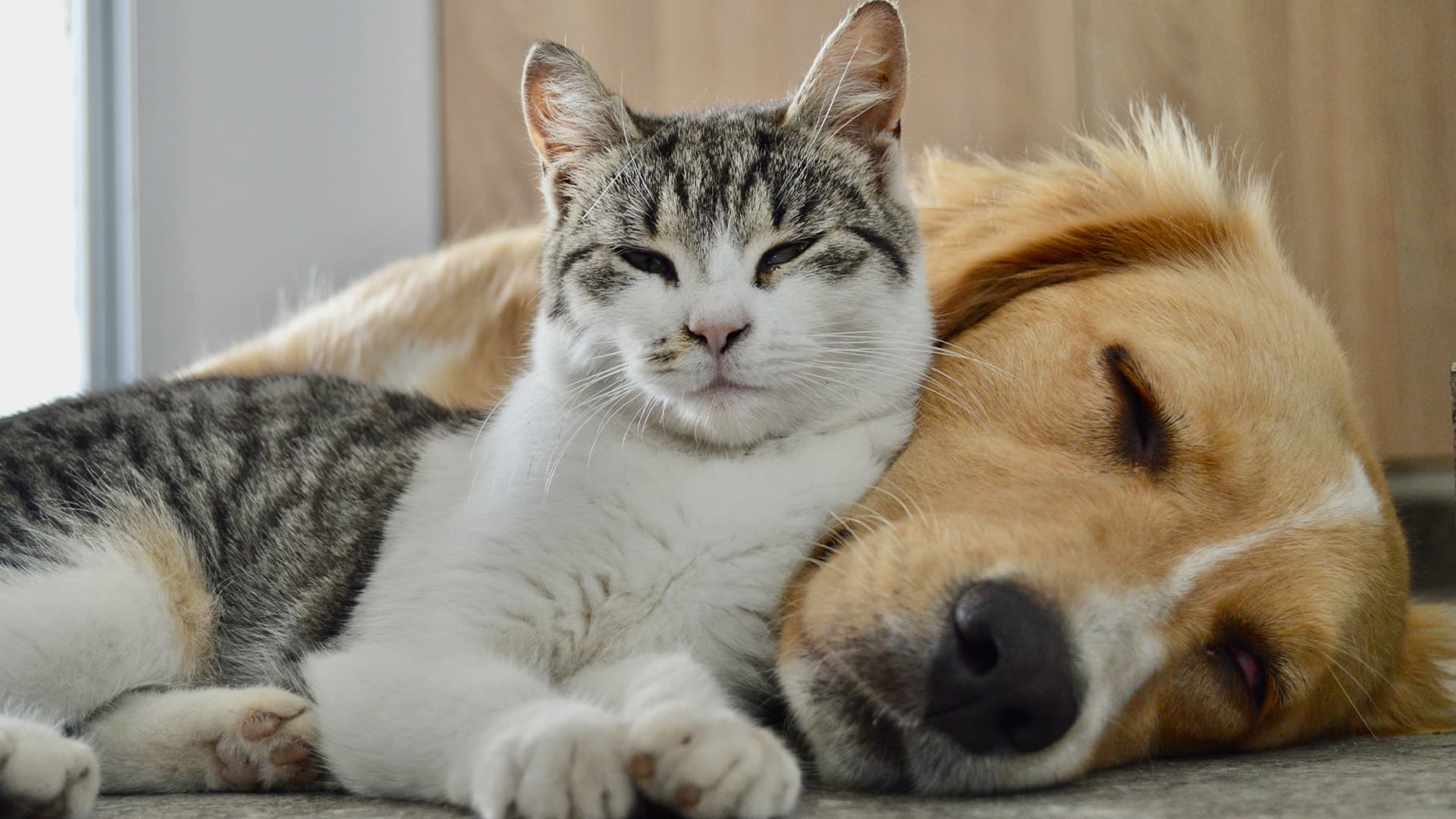 A puppy and kitten together in warm, bright light