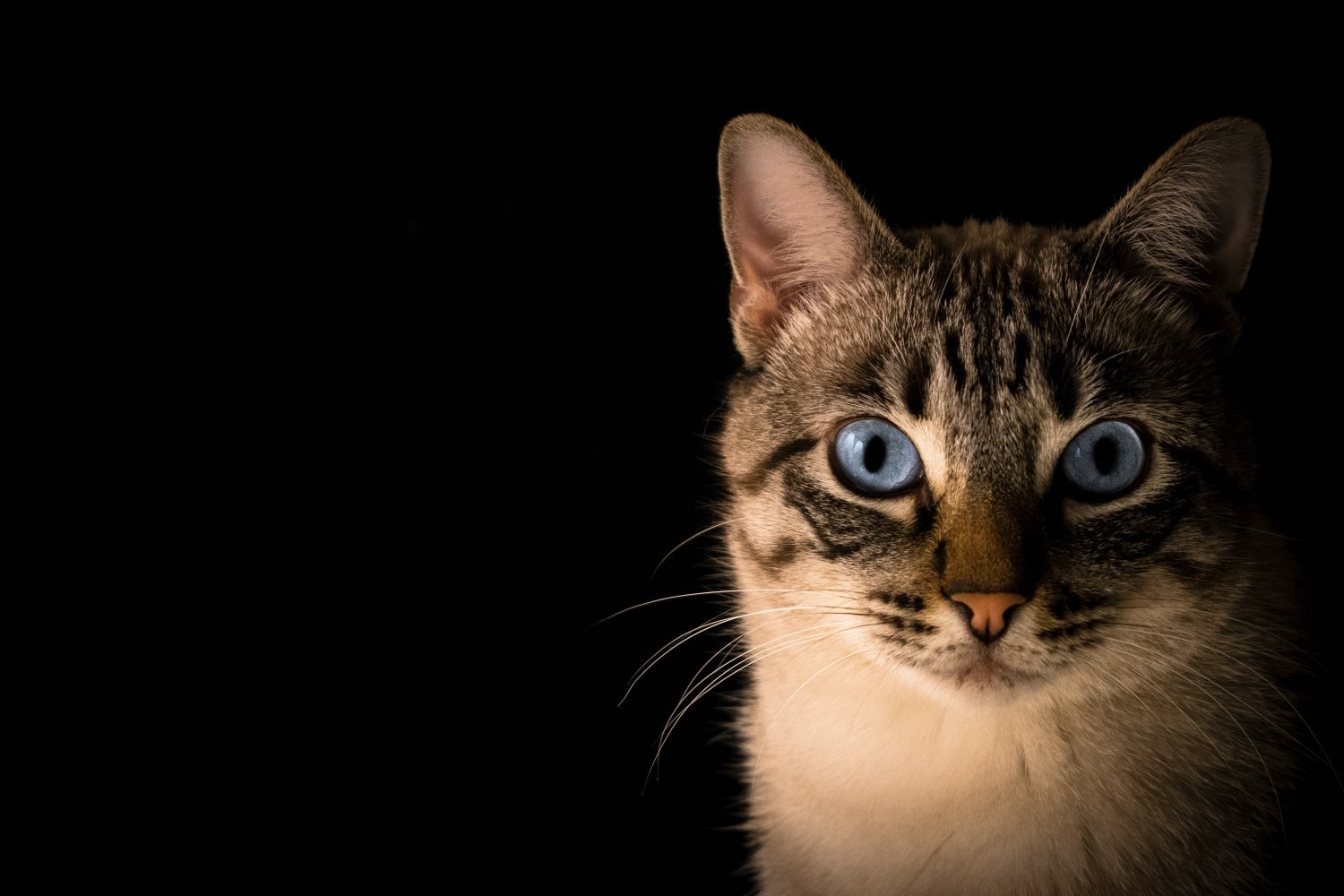 Why Cats Don't Drink Enough (And How to Fix It Without a Fight)