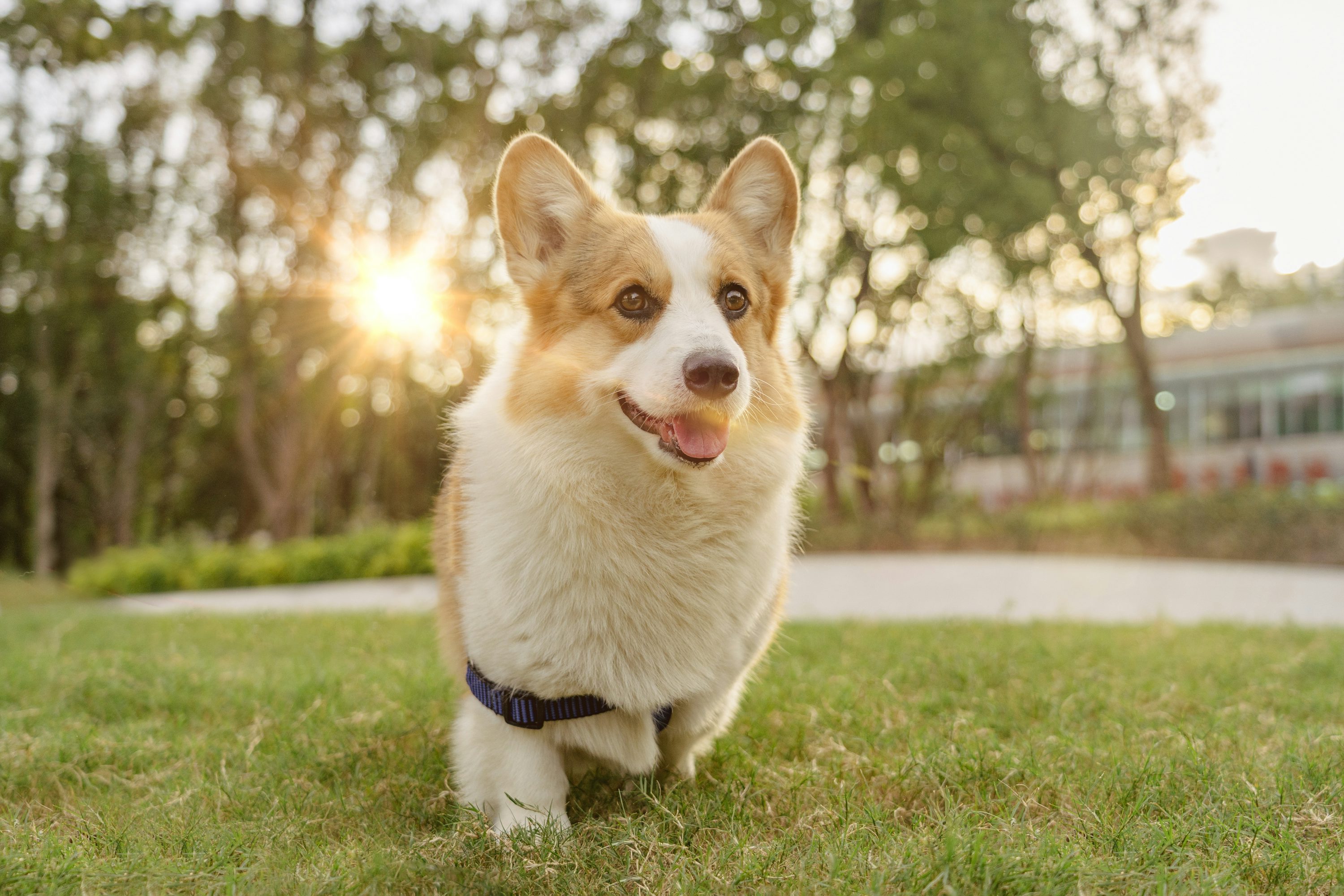 About Pawstimate